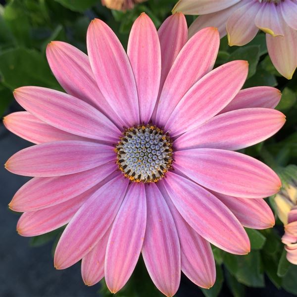 Solemio dark pink ® 